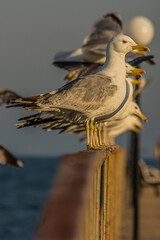 The Caspian gull (Larus cachinnans) is a large gull and a member of the herring and lesser black-backed gull complex. The Caspian gull breeds around the Black and Caspian Seas.