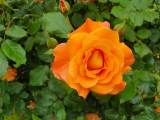 Róże, Roses  © Aneta