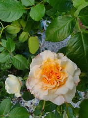 Róże, Roses  © Aneta