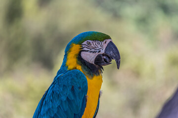 Portrait of a blue-and-yellow macaw (Ara ararauna) sitting on a branch and looking at the side. This parrots inhabits forest, woodland and savannah of tropical South America.