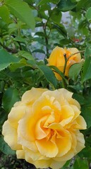Róże, Roses  © Aneta