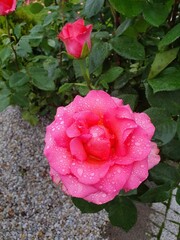 Róże, Roses  © Aneta