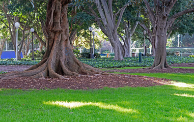 tree in the  Hyde Park, sydney, Australia