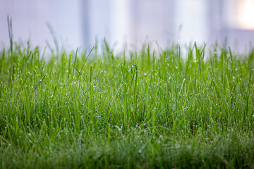 morning on field with green grass  after dew