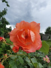 Róże, Roses  © Aneta