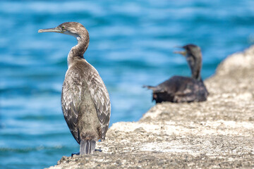 European shag or common shag (Phalacrocorax aristotelis) on the Adriatic Sea in summer