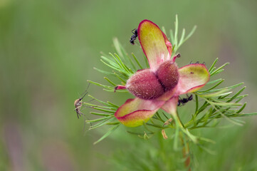 boll of flowers Paeonia and insects on the leaves in the summer in the garden