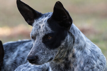 portrait of a black dog