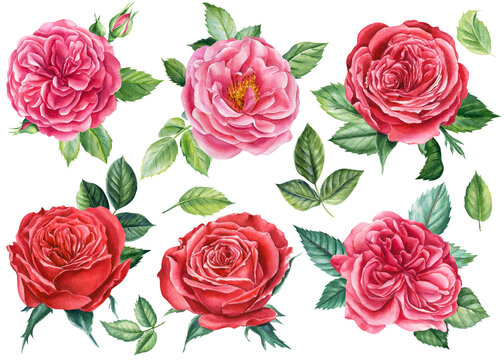 Set of roses, isolated white background, watercolor hand drawing, botanical illustration