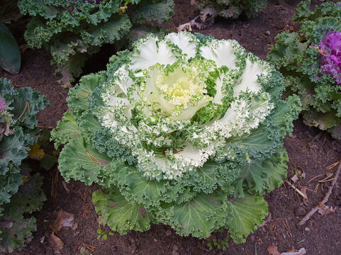 Ornamental Cabbage in the Garden