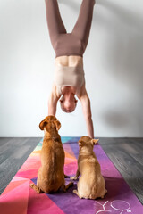 girl in handstand and little dogs