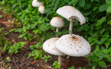 Poisonous mushrooms (Chlorophyllum molybdites)white flowers are blooming Spontaneously occurring.Poisonous symptoms cause intoxication, nausea and vomiting.