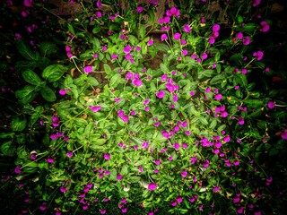 pink flowers in the garden 