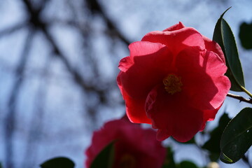 Obraz premium Light Pink Flower of Camellia in Full Bloom 