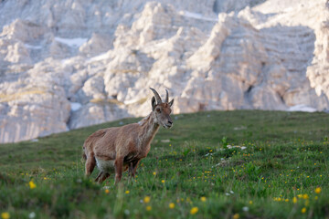 chamois in the high mountains