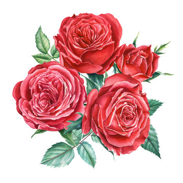Bouquet red roses on isolated white background, watercolor clipart, hand drawing, botanical illustration