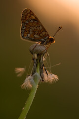Melitaea butterfly awaits sunrise in backlight in the early morning