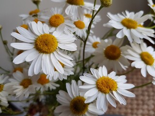 White daisy flowers in a vase