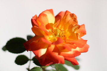 Durban July - Orange and Pink petal Rose