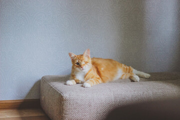 cat on a sofa. red one-eyed cat