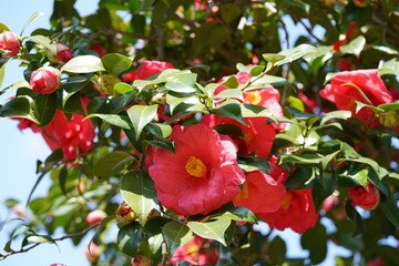 Light Pink Flower of Camellia in Full Bloom
