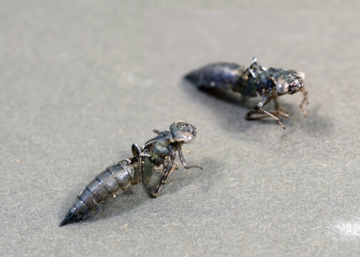 Libellenlarve, Larvenhaut