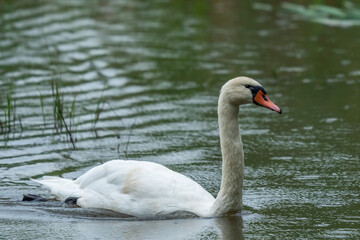Beautiful Whooper swan swimming in the water. Wildlife scene from nature.Cygnus cygnus