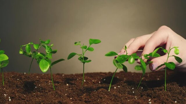 Plant cultivation. Organic gardening. Caring female hand touching young green sprouts growing in fertile soil isolated on dark background loop. Agricultural farming. Ecology protection.