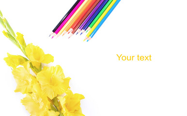 Yellow gladiolus flower on a white background. The pencils. Place for text. Postcard for congratulations on September 1