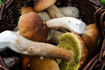 wicker basket with fresh cep porcini mushrooms in autumn forest