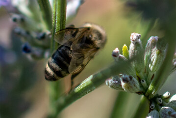 Insects, bumblebees, bees and wasps in Summertime