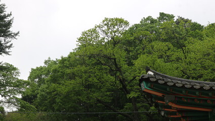 chinese pavilion in the park