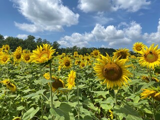 field of sunflowers