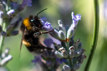 Insects, bumblebees, bees and wasps in Summertime