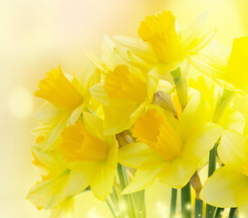 bouquet of daffodils flowers