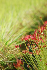 稲穂と彼岸花（曼珠沙華）1
