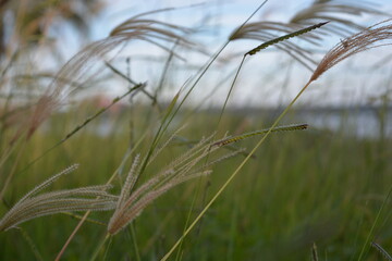 grass in the wind