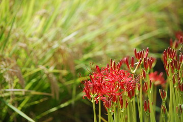 稲穂と彼岸花（曼珠沙華）2