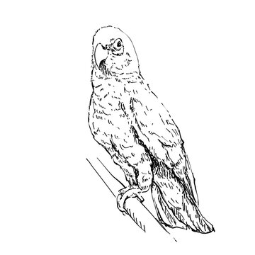 Sketch Hand drawn Parrot Illustration.