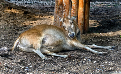 Pere David`s deer female. Latin name - Elaphurus davidianus. These animals are exterminated in the...