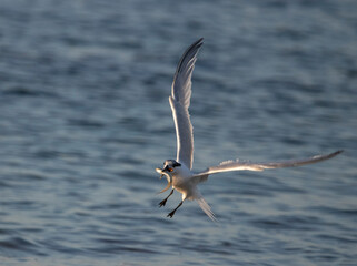 Sterne Caugek en vol