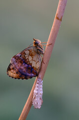 butterfly Brenthis daphne has left the pupa and is preparing for later life