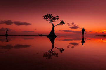 The dancing tree with sunset in Indonesia 