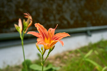 Fototapeta premium Close up of orange lily in the garden