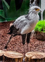 Secretarybird in its enclosure. Latin name - Sagittarius serpentarius	