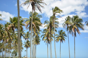 summer day and coconut trees
