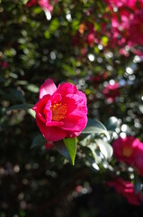 Light Pink Flower of Camellia Sasanqua in Full Bloom
