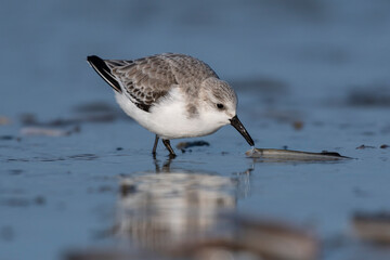 Bécasseau sanderling (Calidris alba - Sanderling) sur la plage de Quend-Plage
