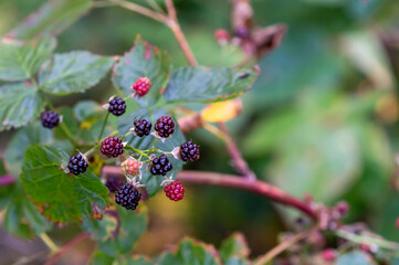Wild blackberries, bramble bush, green leaves. Shallow depth of field, soft focus. Blurred background, with copy space, place for text.