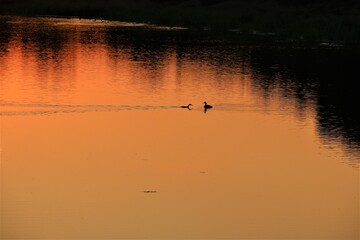 Naklejka premium Two ducks during sunset at a lake with trees on the bank of the lake